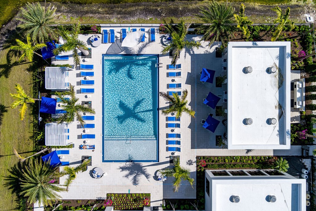 An aerial view of a pool surrounded by palm trees and lounge chairs.