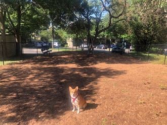 Dog in community dog park  | Museo