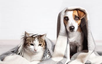 A cat and a dog are both wrapped in a grey blanket.