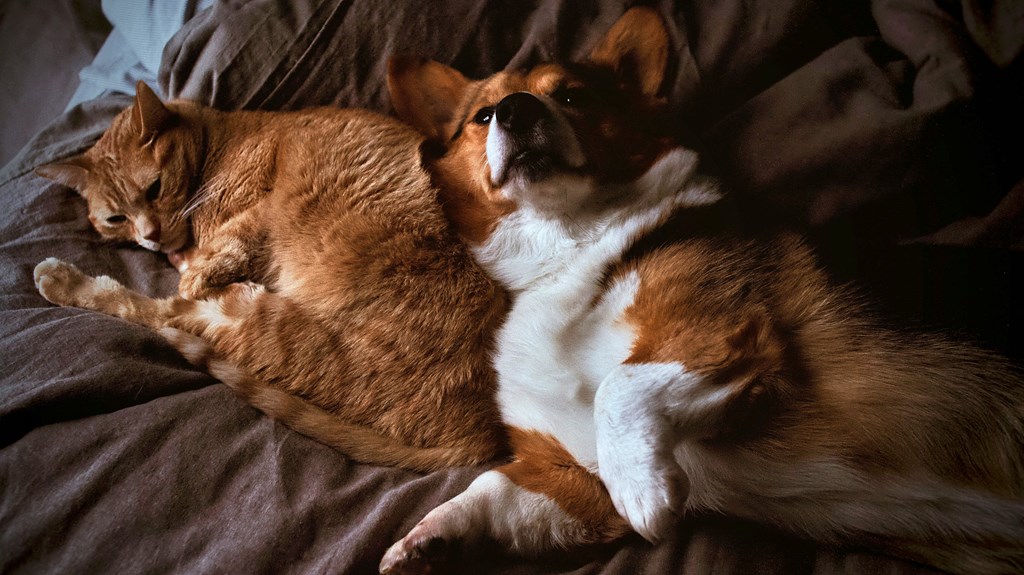 a dog and a cat laying on a bed