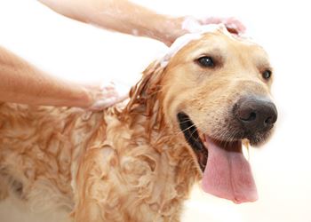 a dog being washed by a person with soap