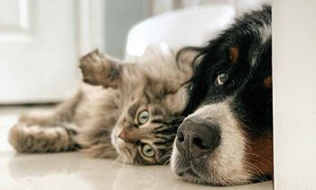 A cat and a dog are lying down close to each other.at Skyway Apartments, Alberta