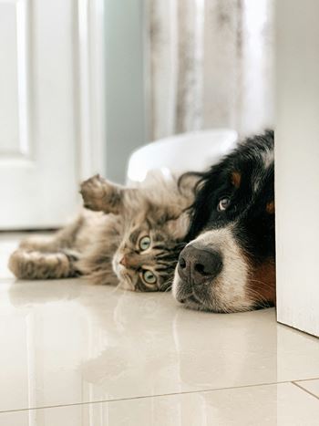 a dog and a cat laying on the floor