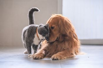 a cat and a dog playing with each other on the floor at The Glendale Residence Apartments, Lanham