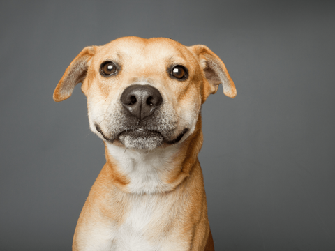 a brown and white dog looking at the camera at The Orchard at Portofino Vineyards, Florida