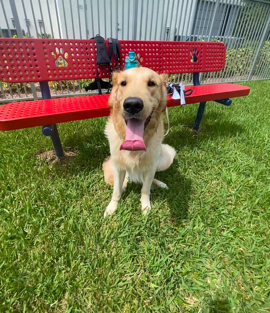 Friendly pet enjoying the Bark Park at Icon One Daytona, Daytona Beach, 32114