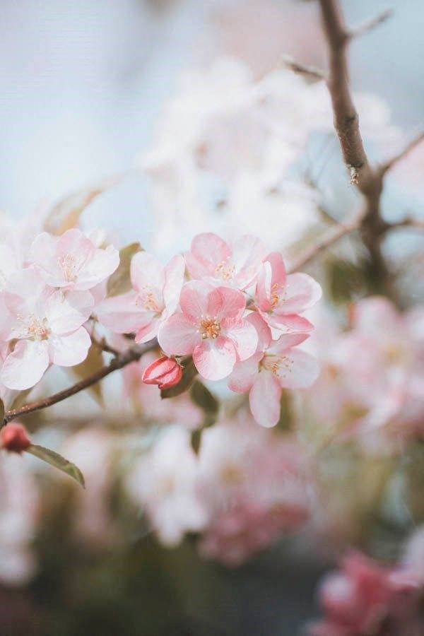 a bunch of pink blossoms on a tree