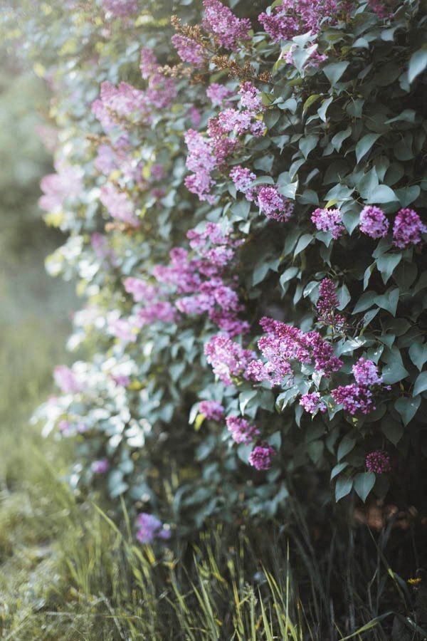 a bunch of purple flowers on a green bush