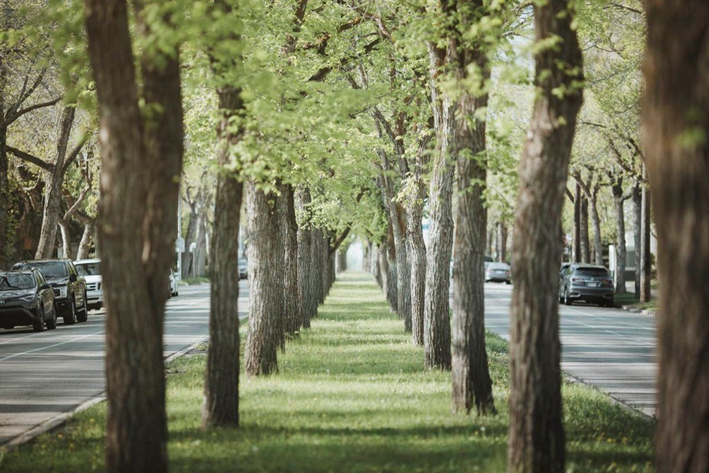 a row of trees on the side of a street