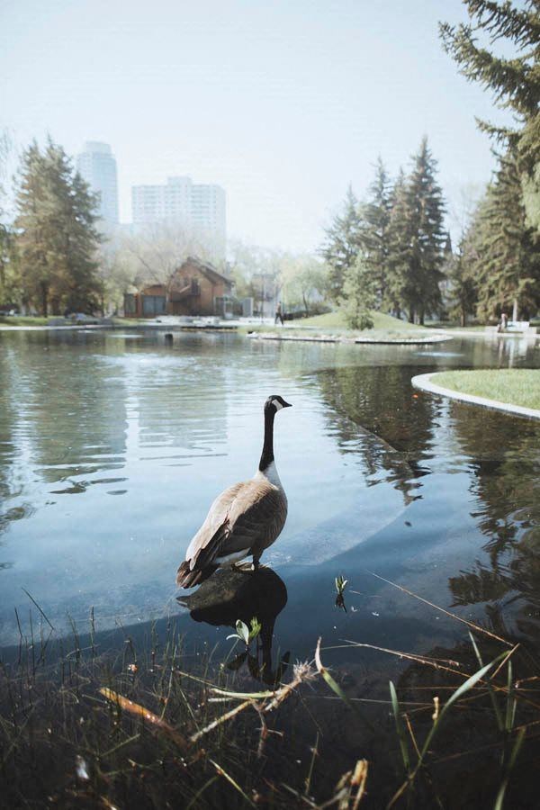 a goose standing in the water in a pond