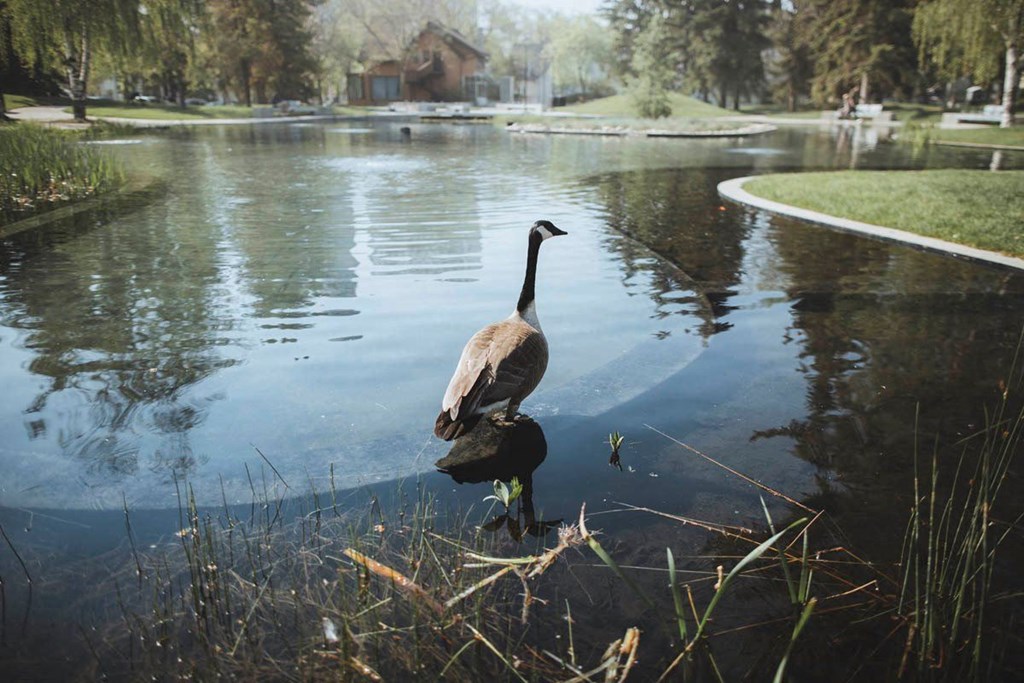 a goose standing in the water in a pond