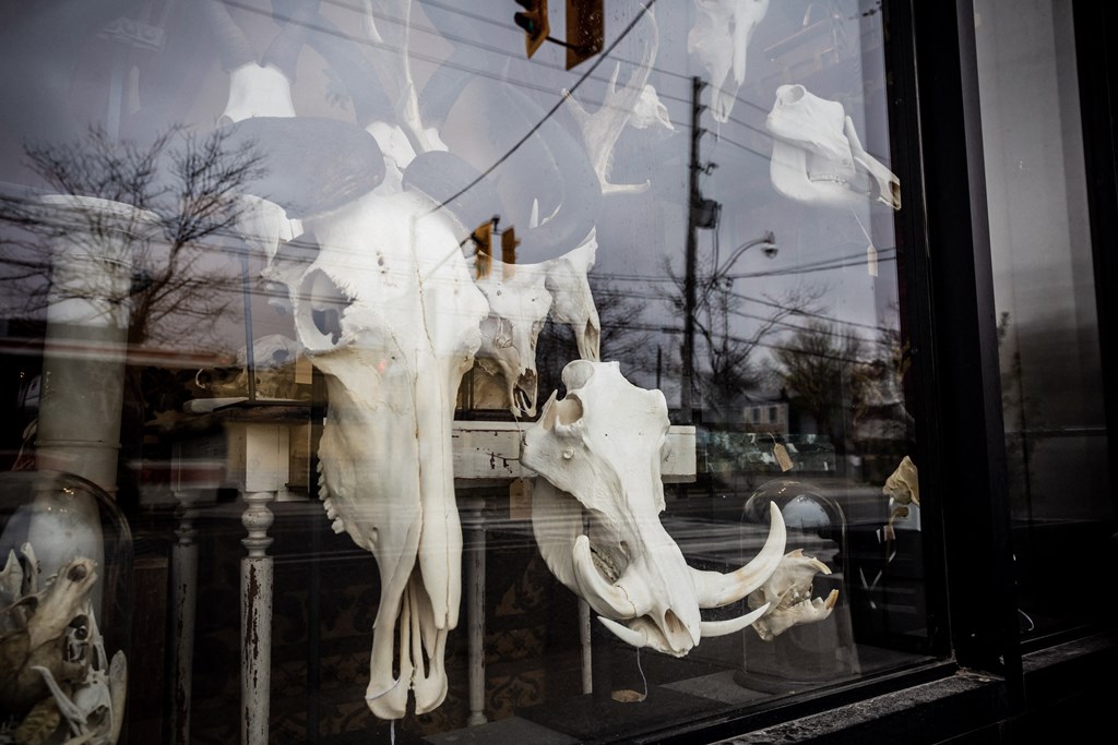 animal skulls on display