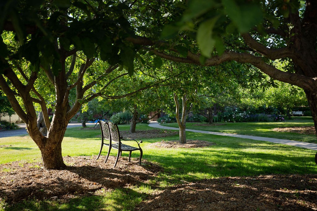 park bench under tree