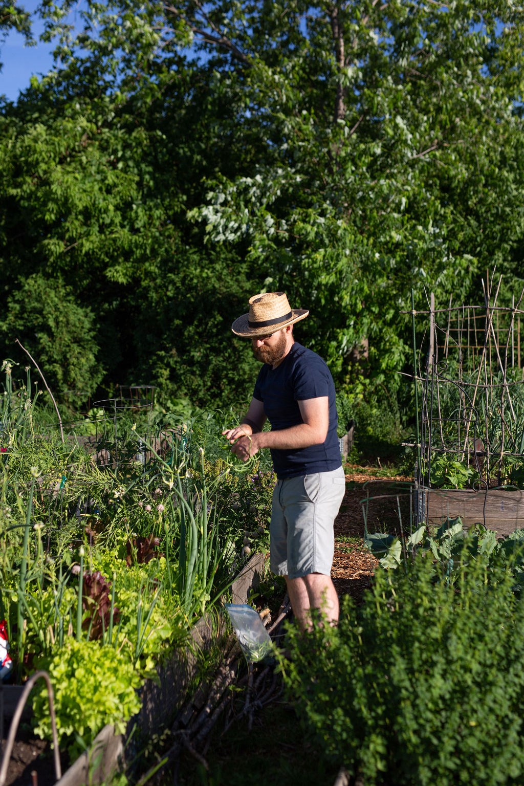 man planting vegetables in garden