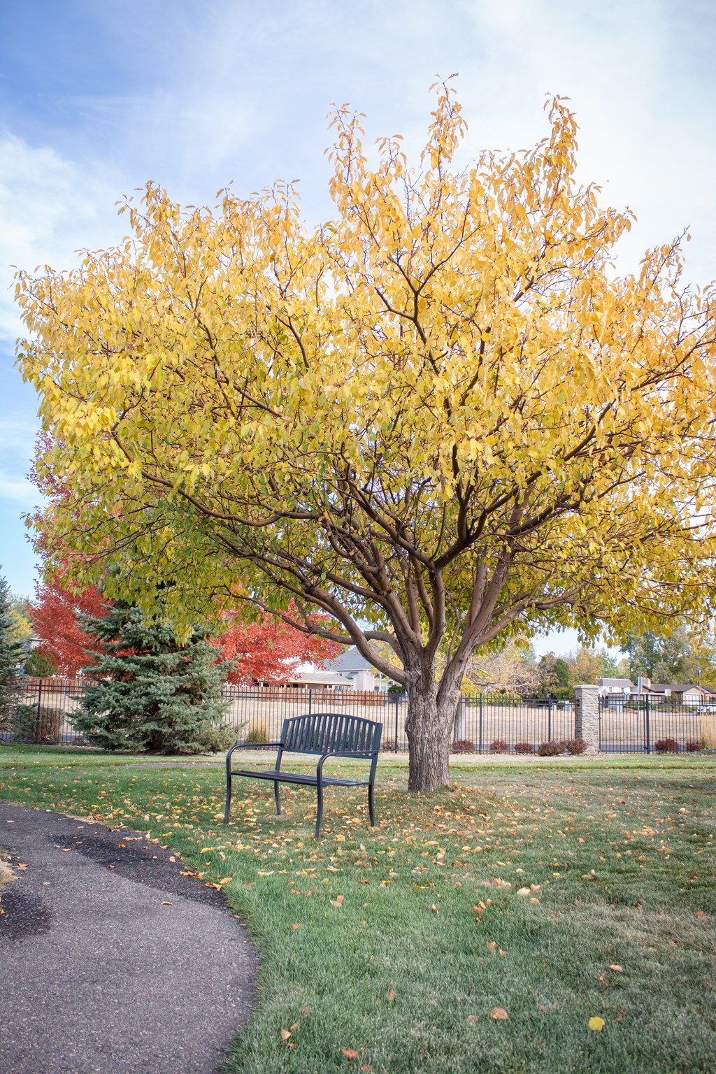 a park bench next to a tree with yellow leaves