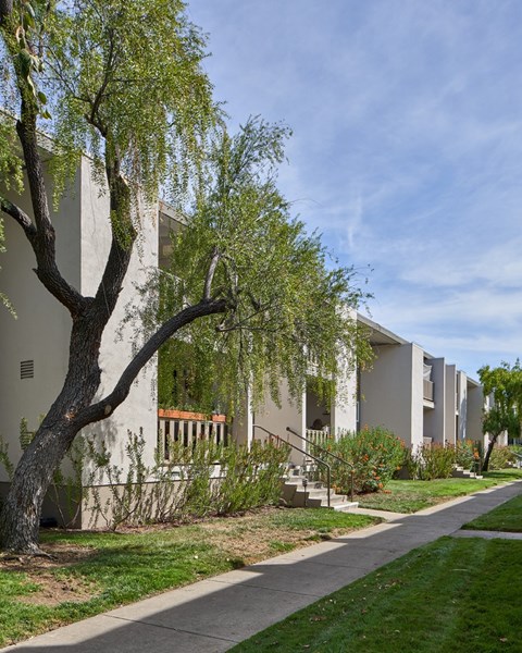 A tree with green leaves hangs over a sidewalk in front of apartment buildings.