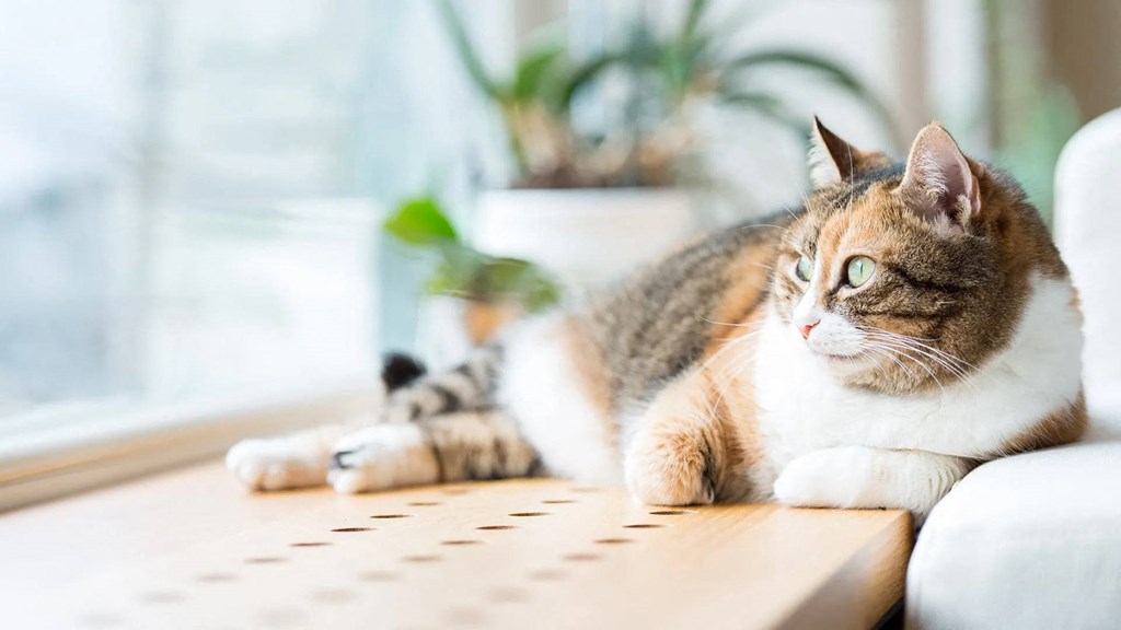a cat laying on a table next to a window