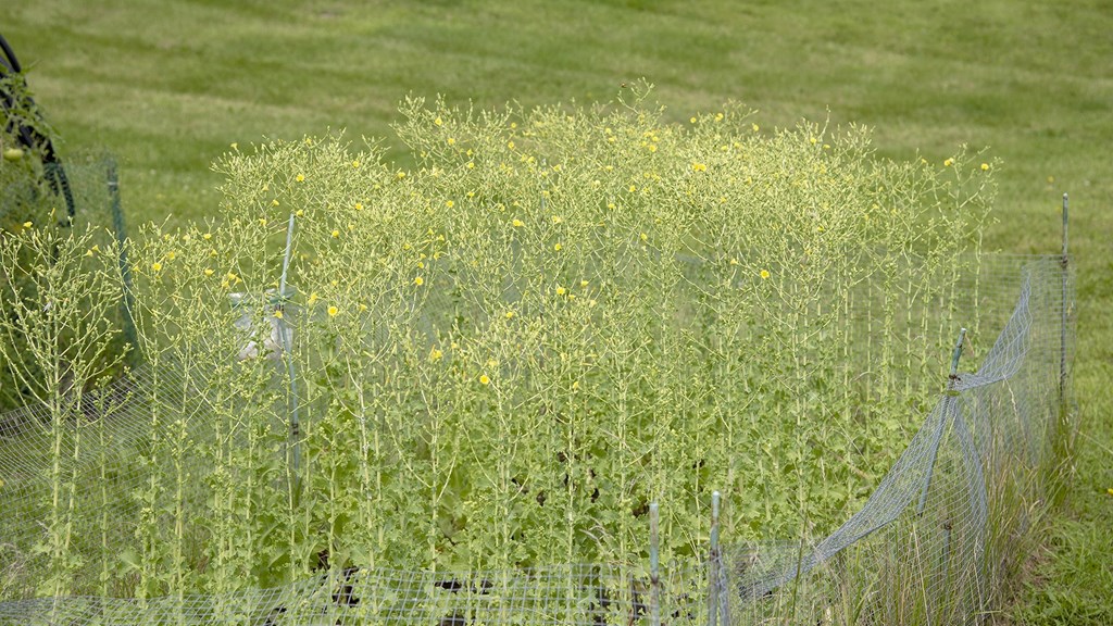 a fence in front of a grassy field with yellow flowers