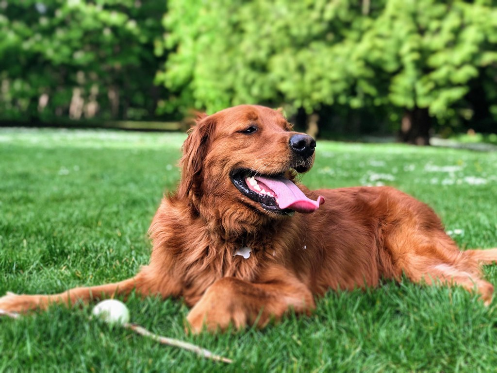 Golden Retriever in Grass with Ball