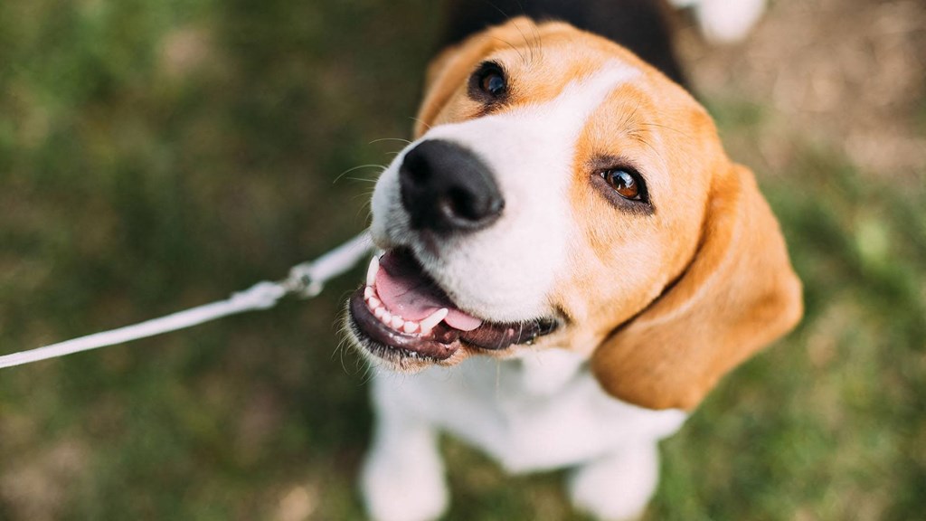 a brown and white dog on a leash