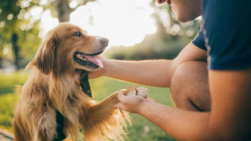 a man holding the paw of a dog