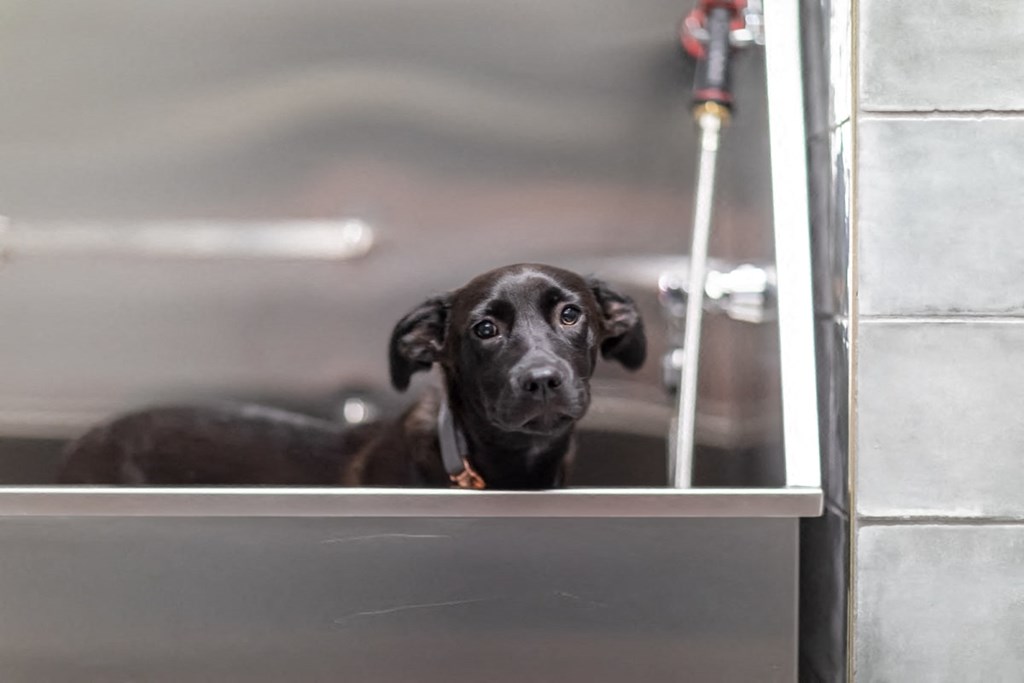 a dog sitting in a bathtub