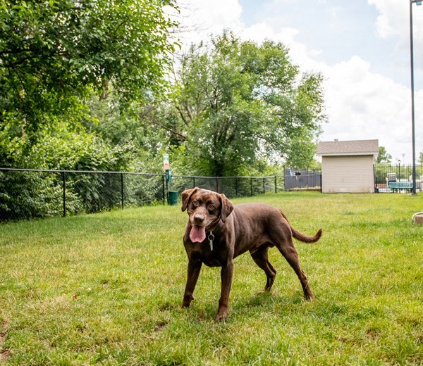 a brown dog standing in a field of grass