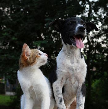 a cat and dog sitting next to each other