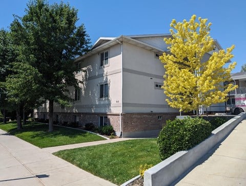 A tree with yellow flowers is in front of a grey building.