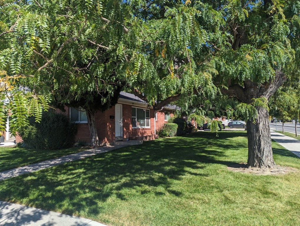A tree with green leaves is in front of a red brick house.