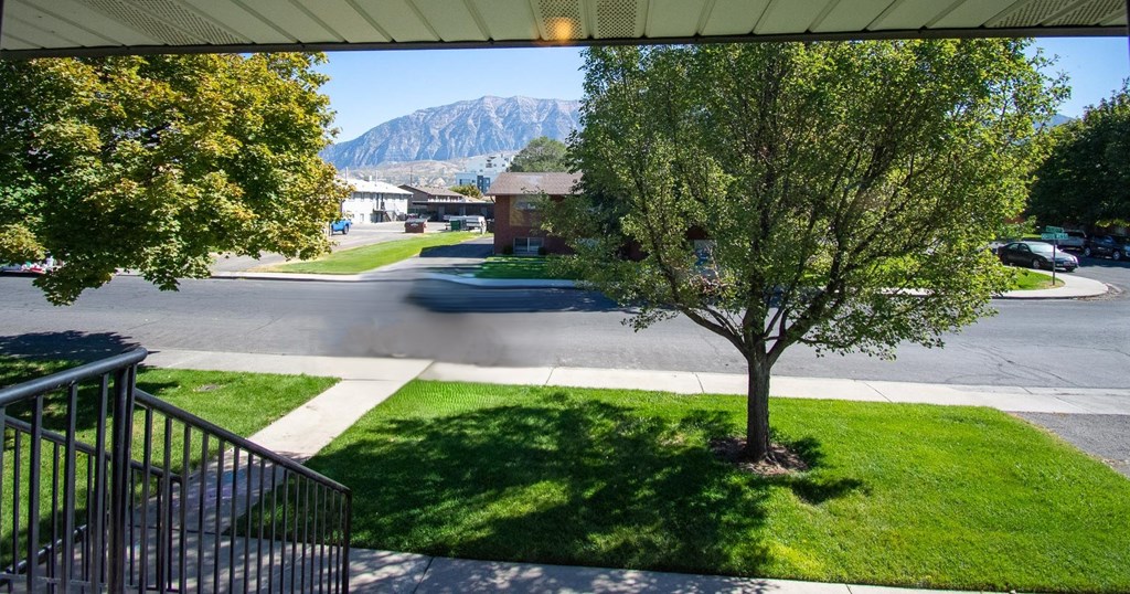 A tree stands in a grassy area in front of a road.