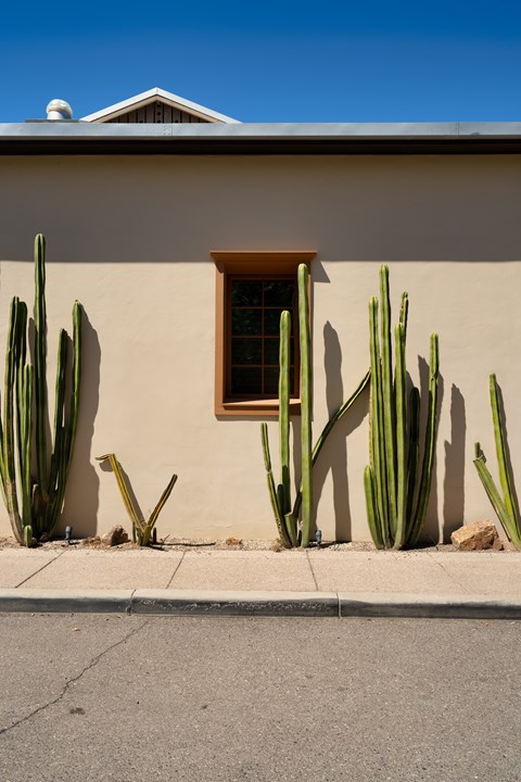 Cactus plants at Bautista Apartments, Arizona