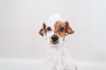 A small dog with a white hat on its head is sitting in a bathtub.