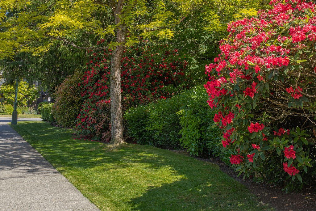 a garden of rhododendrons and azaleas