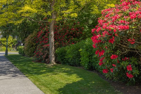 a garden of rhododendrons and azaleas
