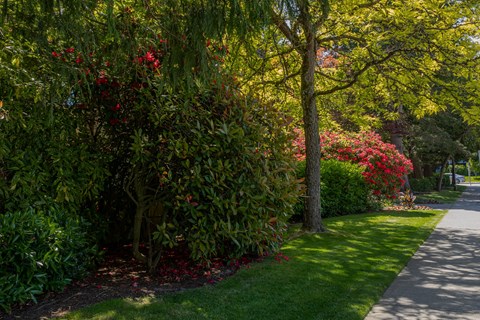 a garden with green grass and red and pink flowers