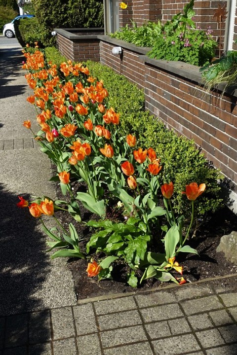 a row of orange tulips in a flower bed next to a brick wall