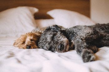 a small dog sleeping on a bed