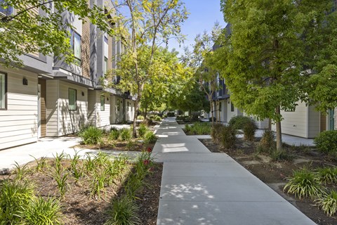 A sidewalk runs down the middle of a tree-lined street.