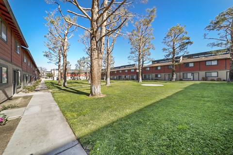 A sunny day at a grassy courtyard with trees and apartment buildings.