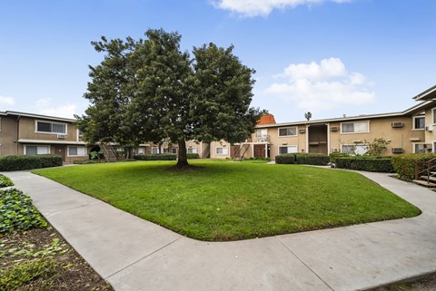 A tree in a grassy area in front of apartment buildings.