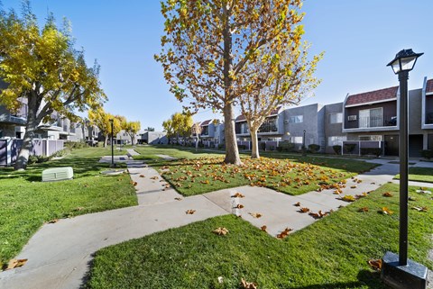 A tree with yellow leaves is in the middle of a grassy area.