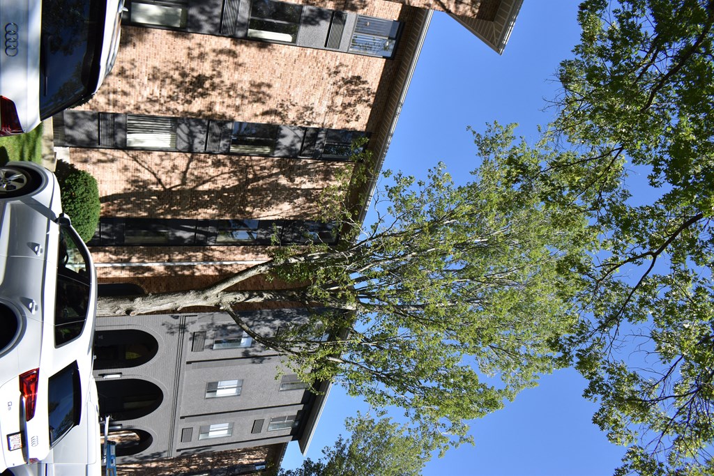 a tree in front of an apartment building