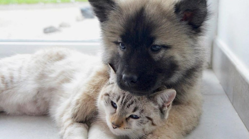 Taymil Yarmouth Pointe Pet Friendly