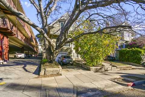 A tree in the middle of a street with cars parked on the side.