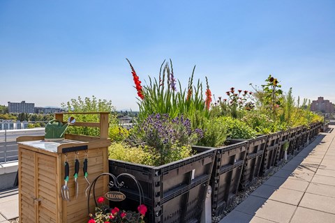 a rooftop garden with plants and flowers on a sunny day