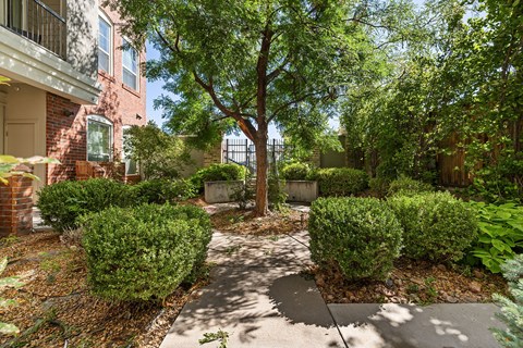 A small garden with a concrete path and a variety of bushes and trees.