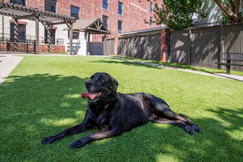 A black dog is laying on the grass.