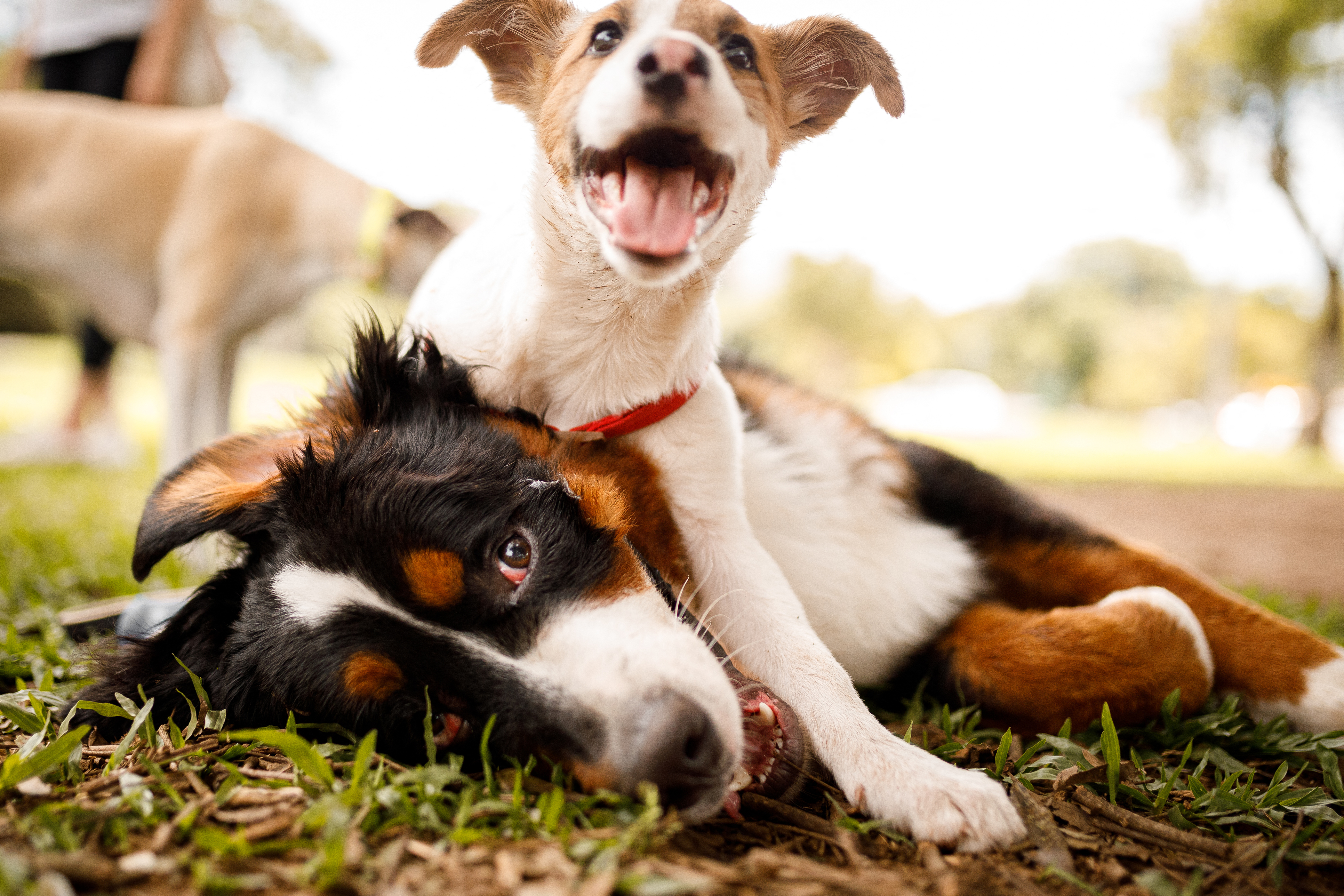 a dog laying on the ground with another dog on its back