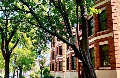 A tree with green leaves is in front of a red brick building.